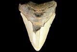 Bargain, Megalodon Tooth - North Carolina #77581-1